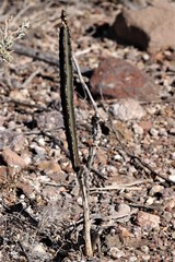 Peniocereus greggii greggii