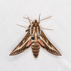 Hyles livornicoides