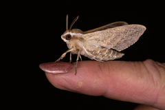 Hyles livornicoides