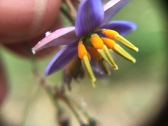 Dianella callicarpa