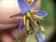 Dianella callicarpa