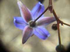 Dianella callicarpa