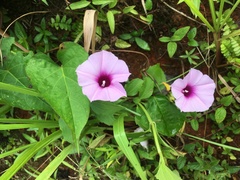 Ipomoea tiliacea