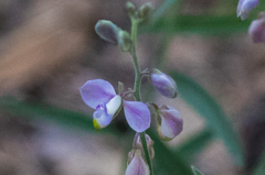 Hebecarpa barbeyana