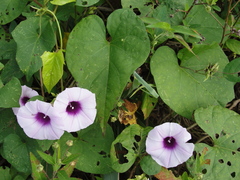 Ipomoea tiliacea