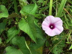 Ipomoea tiliacea
