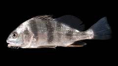 Black Drum photo 5