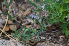 Hebecarpa barbeyana
