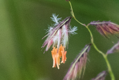 Bouteloua chondrosioides