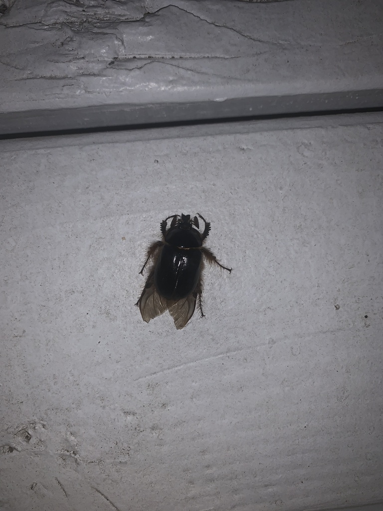Pleocoma marquai