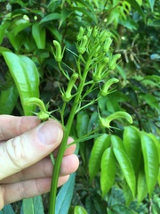 Lobelia cirsiifolia