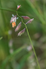 Bouteloua chondrosioides