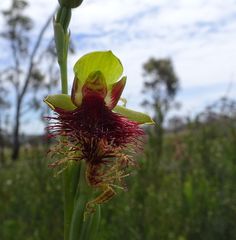 Calochilus pulchellus