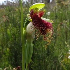 Calochilus pulchellus