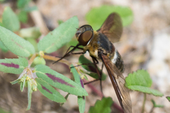 Exoprosopa rostrifera