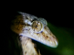 Hemidactylus parvimaculatus