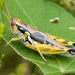 Arid Lands Spur-Throat Grasshopper - Photo (c) BJ Stacey, some rights reserved (CC BY-NC), uploaded by BJ Stacey