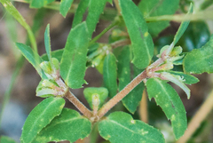 Euphorbia rayturneri