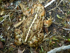 Anaxyrus boreas boreas