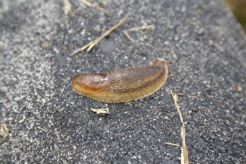 Arion subfuscus