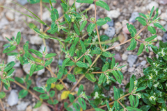Euphorbia rayturneri
