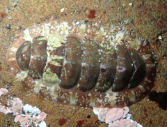 Dendrochiton flectens