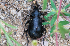 Calosoma peregrinator