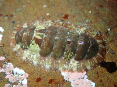 Dendrochiton flectens