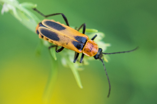 How to identify Chauliognathus omissus Fall, 1930