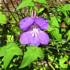 Maurandya barclayana