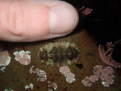 Dendrochiton flectens
