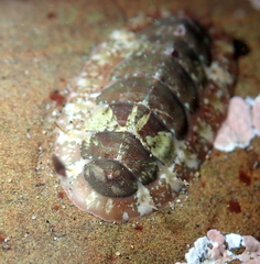 Dendrochiton flectens