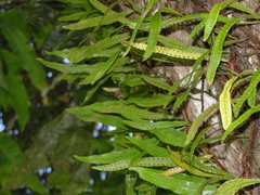 Microgramma lycopodioides