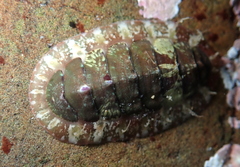 Dendrochiton flectens