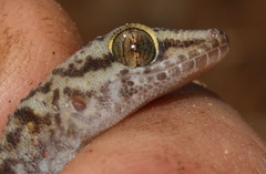 Pachydactylus tsodiloensis