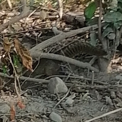 Notocitellus annulatus