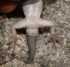 Pachydactylus tsodiloensis