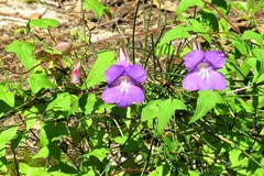 Maurandya barclayana