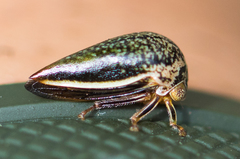 Stictopelta marmorata