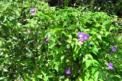 Maurandya barclayana