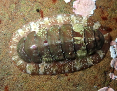 Dendrochiton flectens