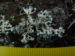 Xanthoparmelia wyomingica