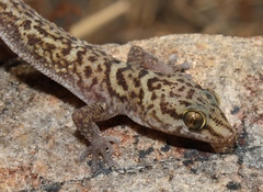Pachydactylus tsodiloensis