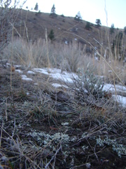 Xanthoparmelia wyomingica