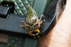 Stictopelta marmorata