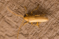 Atylostagma politum