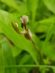 Chiloglottis trapeziformis