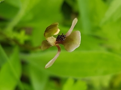 Chiloglottis trapeziformis