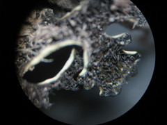 Xanthoparmelia wyomingica