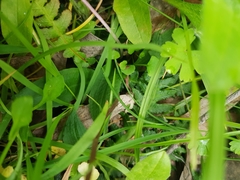 Chiloglottis trapeziformis